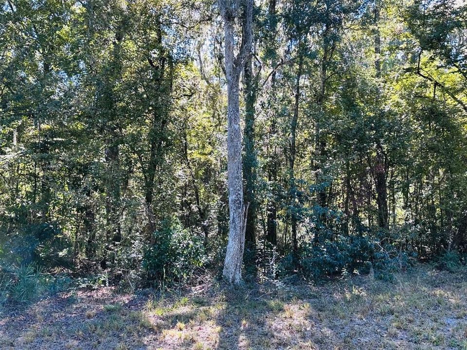 На продажу: $31,500 (1.17 acres)