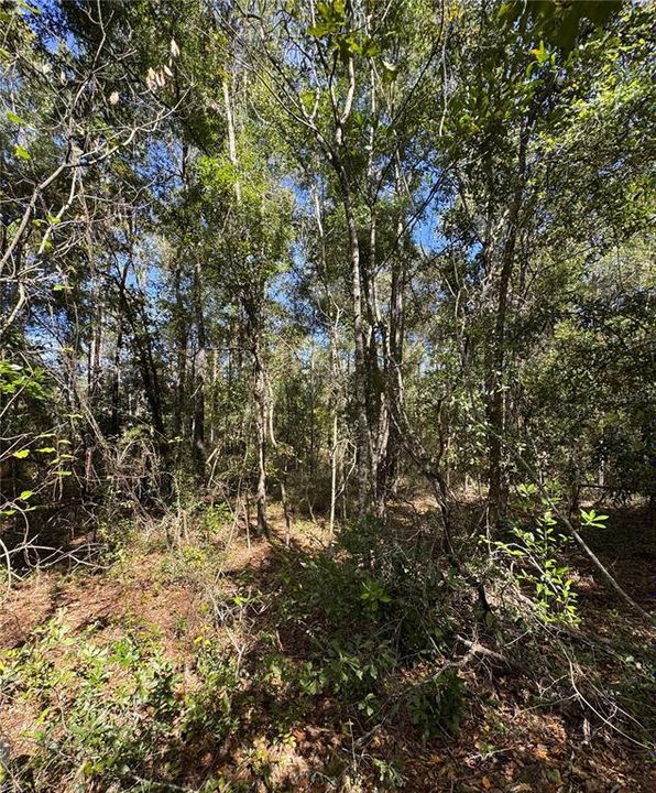 For Sale: $40,000 (0.92 acres)