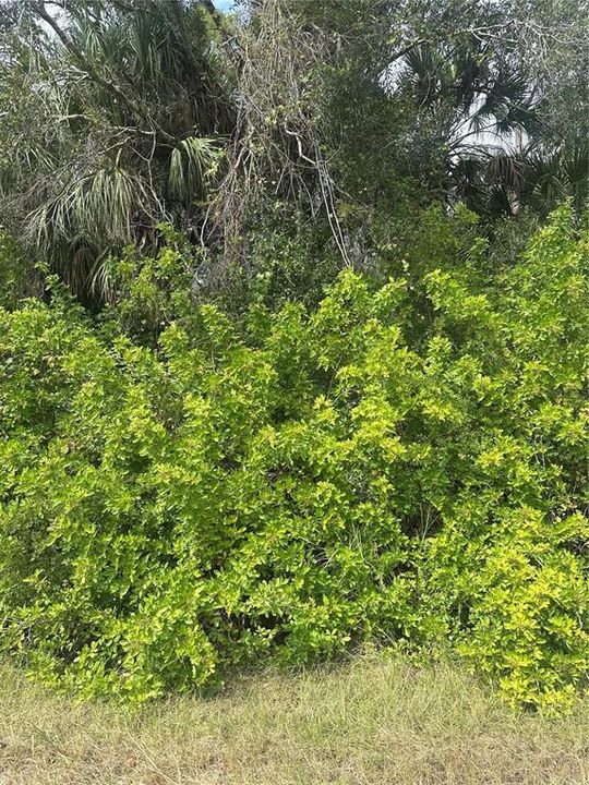 En Venta: $15,000 (0.23 acres)