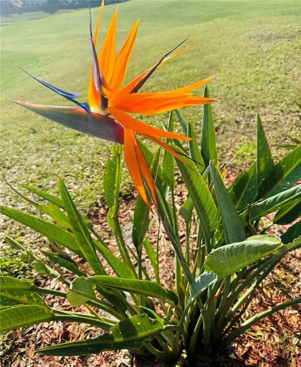 En Venta: $99,900 (0.09 acres)