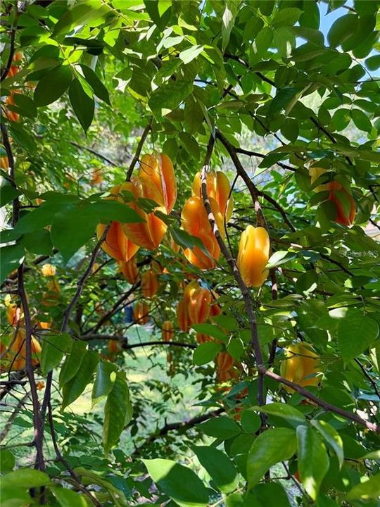 出租: $1,895 (3 贝兹, 2 浴室, 1731 平方英尺)