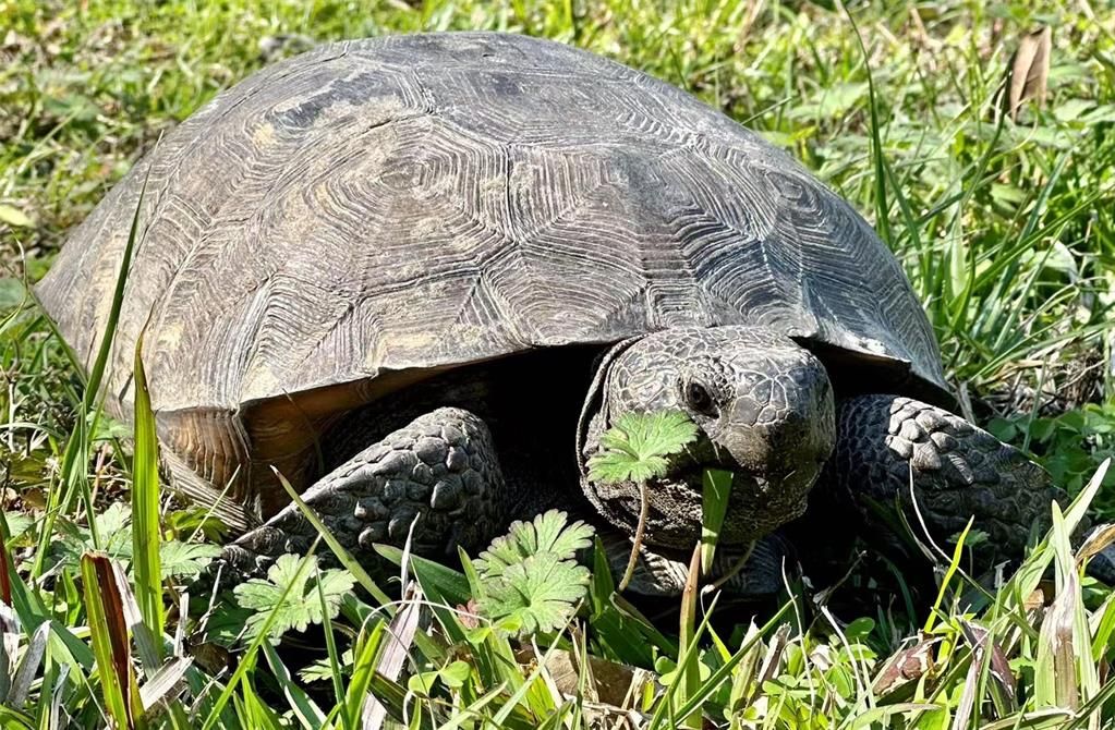 En Venta: $849,990 (4 camas, 3 baños, 3192 Pies cuadrados)