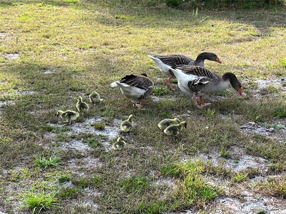 На продажу: $1,195,000 (4 спален, 2 ванн, 2583 Квадратных фут)