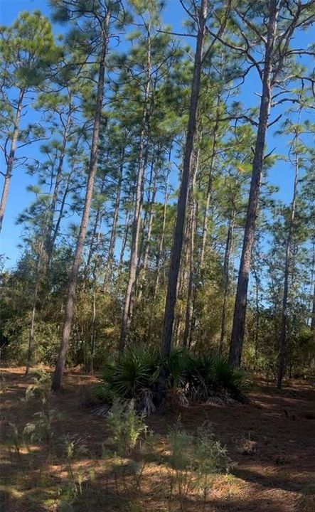 待售: $94,000 (1.87 acres)