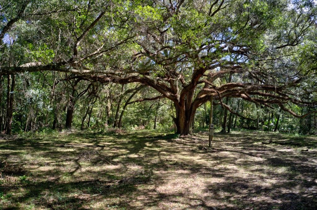 For Sale: $109,000 (4.00 acres)