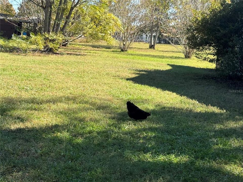 待售: $639,000 (5 贝兹, 2 浴室, 3601 平方英尺)