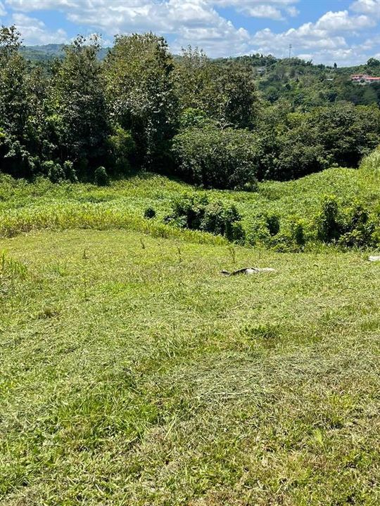 На продажу: $248,295 (17.31 acres)