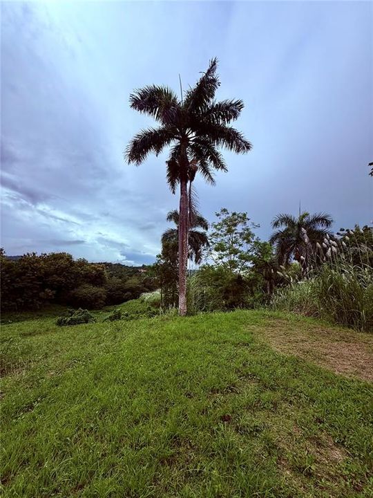 На продажу: $248,295 (17.31 acres)