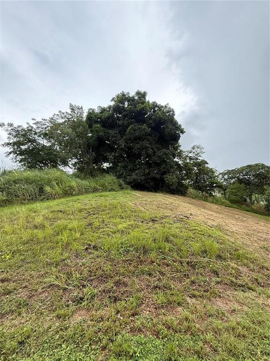 На продажу: $248,295 (17.31 acres)