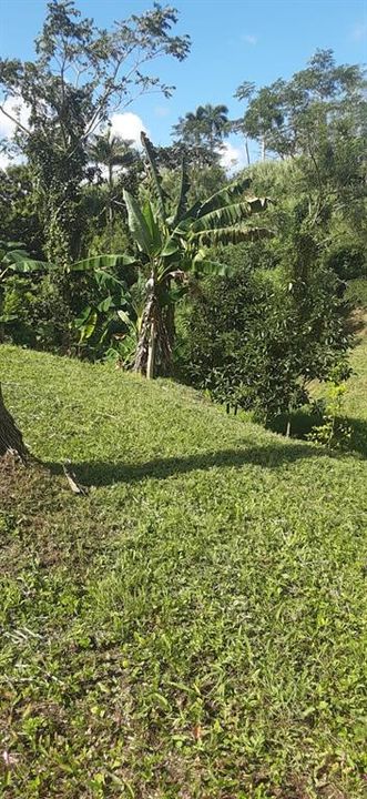 На продажу: $248,295 (17.31 acres)