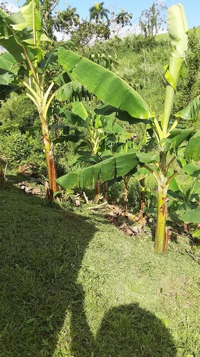 На продажу: $248,295 (17.31 acres)