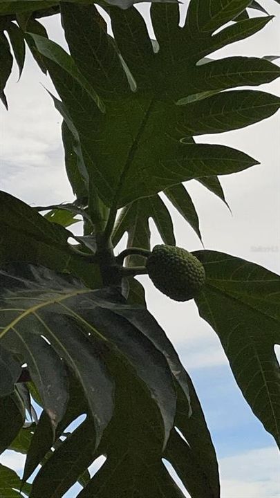 На продажу: $248,295 (17.31 acres)