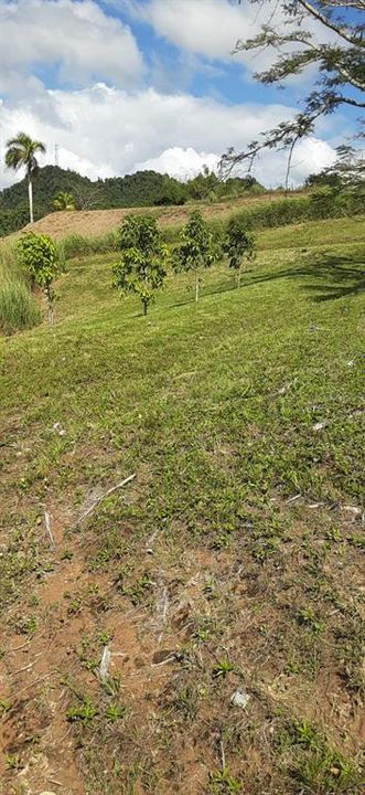 На продажу: $248,295 (17.31 acres)