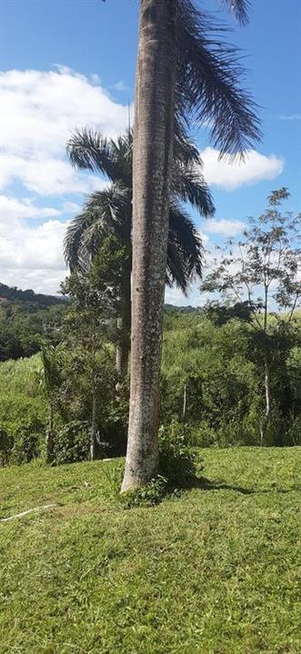 На продажу: $248,295 (17.31 acres)