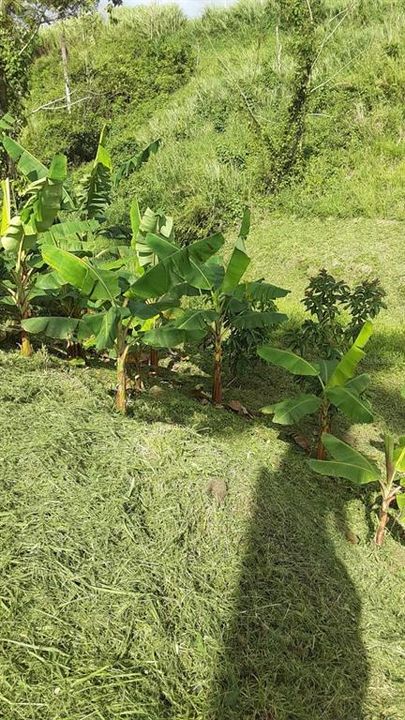 На продажу: $248,295 (17.31 acres)