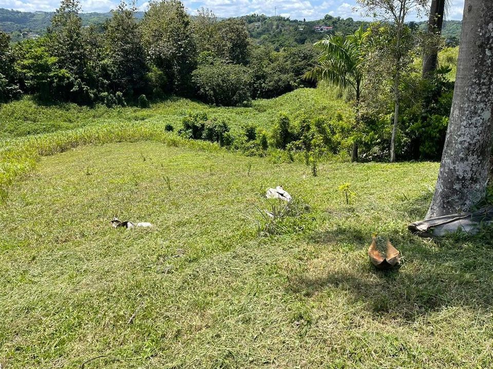 На продажу: $248,295 (17.31 acres)