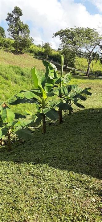 На продажу: $248,295 (17.31 acres)