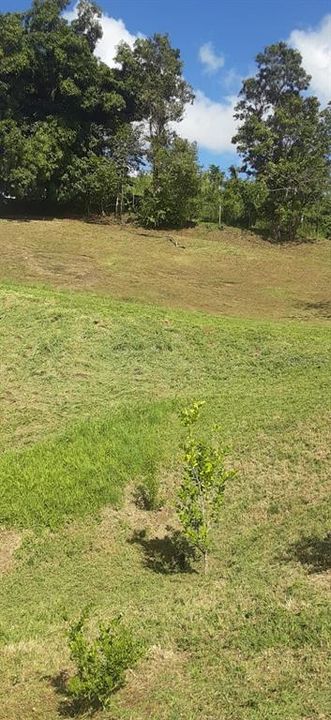 На продажу: $248,295 (17.31 acres)