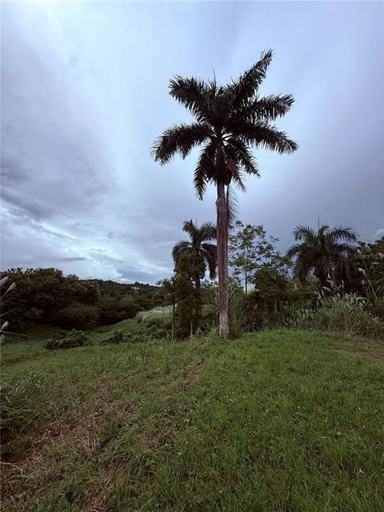 На продажу: $248,295 (17.31 acres)