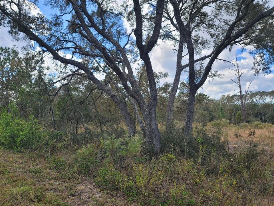 En Venta: $27,000 (1.01 acres)