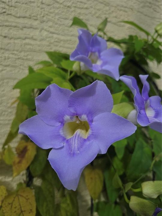 En Venta: $447,000 (3 camas, 3 baños, 2500 Pies cuadrados)