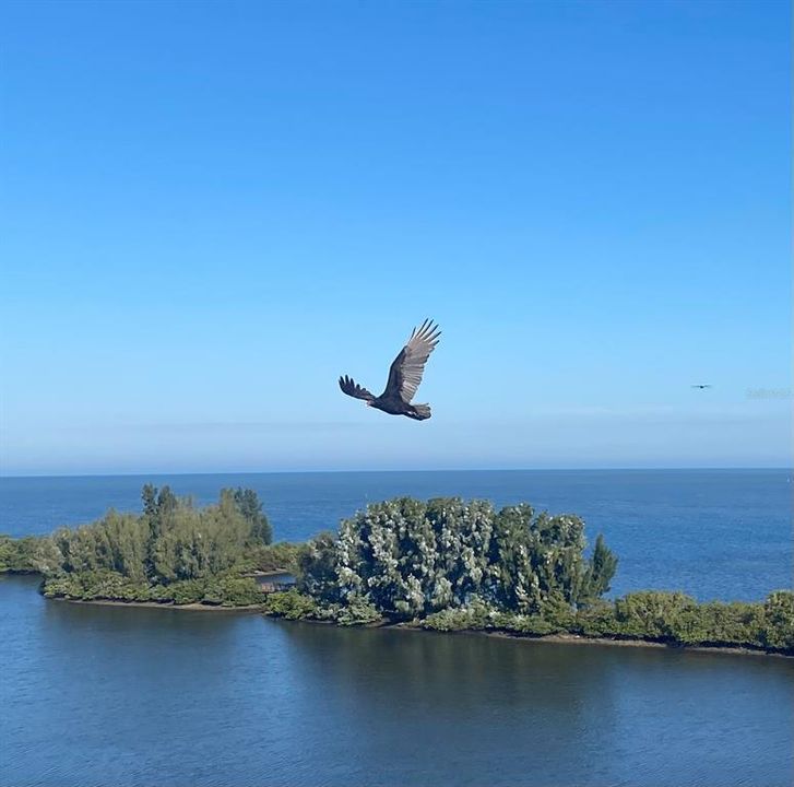 出租: $1,950 (1 贝兹, 1 浴室, 733 平方英尺)