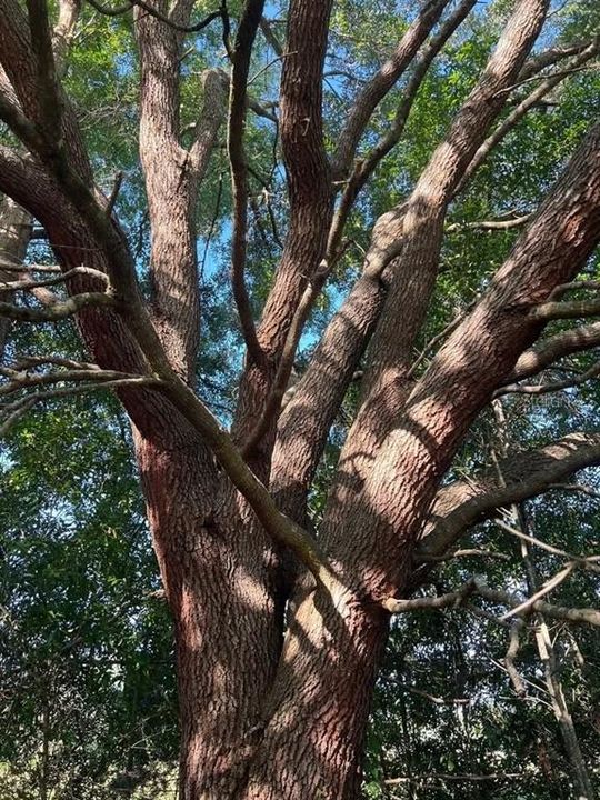 En Venta: $42,000 (0.31 acres)