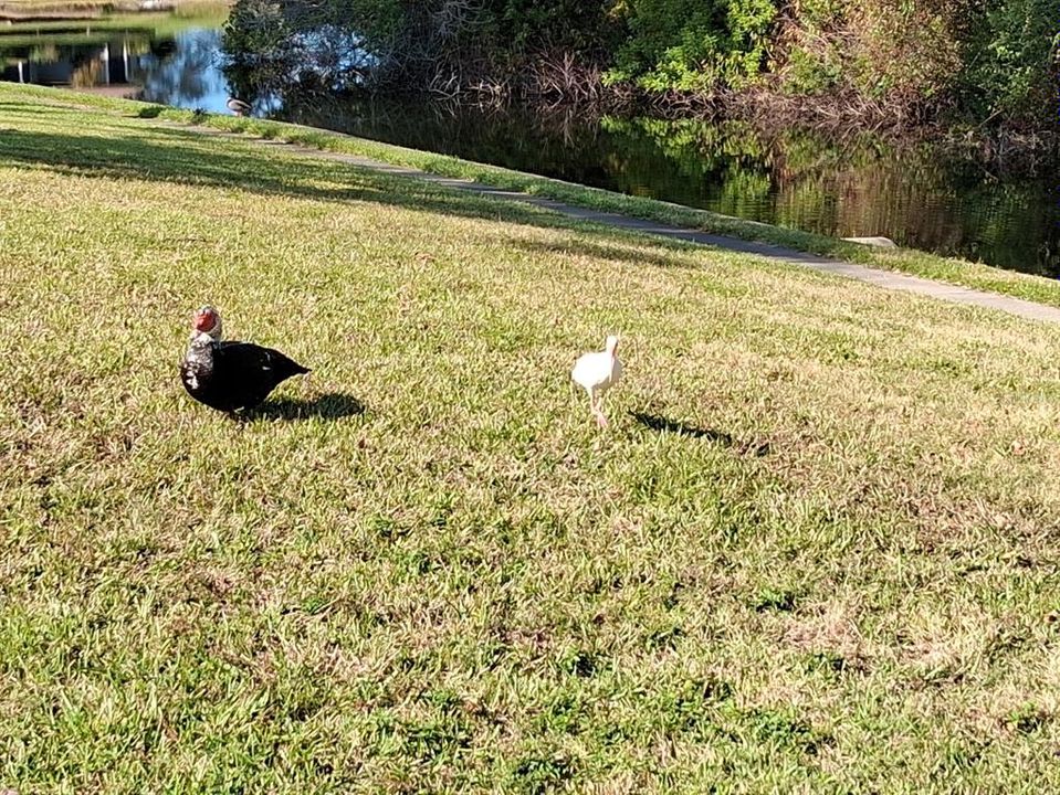 出租: $1,600 (2 贝兹, 2 浴室, 1049 平方英尺)