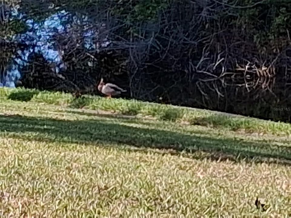 出租: $1,600 (2 贝兹, 2 浴室, 1049 平方英尺)