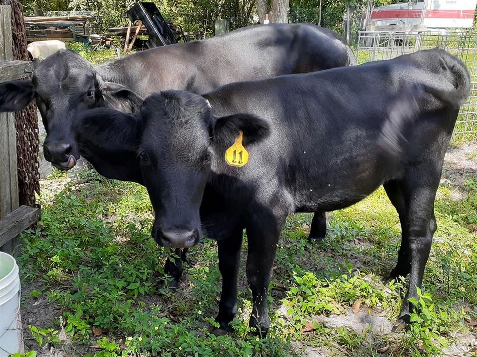 For Sale: $375,000 (4 beds, 2 baths, 1782 Square Feet)