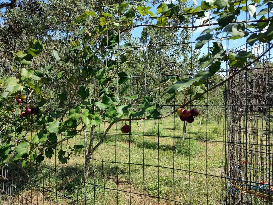 For Sale: $375,000 (4 beds, 2 baths, 1782 Square Feet)