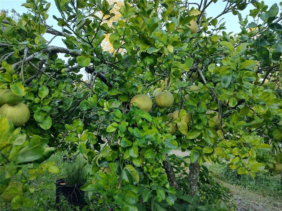 For Sale: $375,000 (4 beds, 2 baths, 1782 Square Feet)