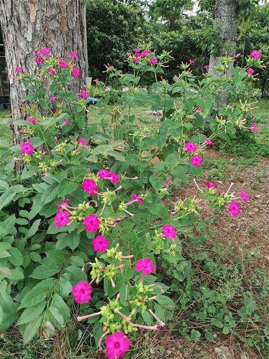 For Sale: $375,000 (4 beds, 2 baths, 1782 Square Feet)