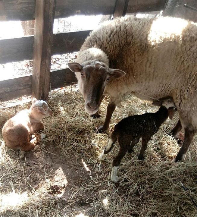 For Sale: $375,000 (4 beds, 2 baths, 1782 Square Feet)