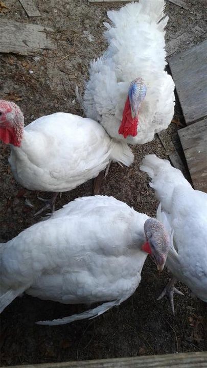 For Sale: $375,000 (4 beds, 2 baths, 1782 Square Feet)