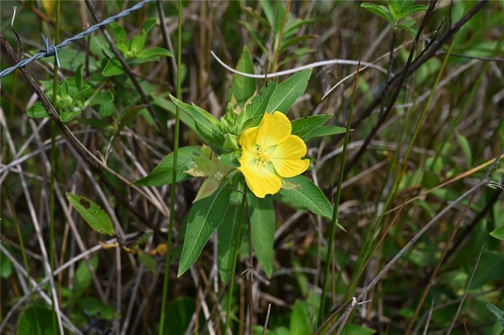 En Venta: $484,000 (40.11 acres)