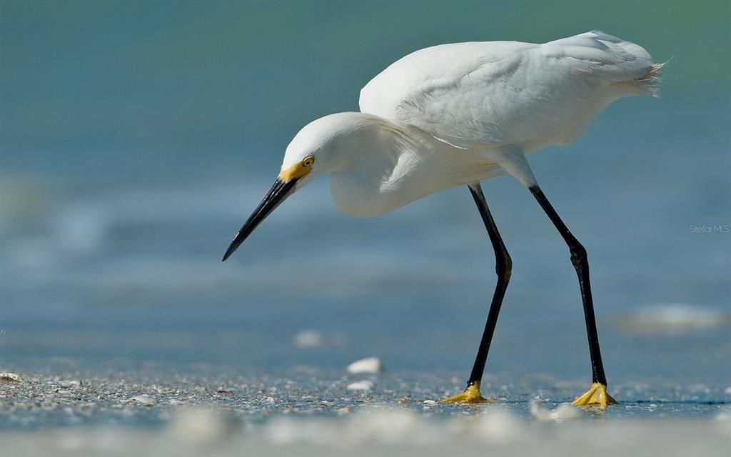 待售: $698,000 (3 贝兹, 3 浴室, 1555 平方英尺)