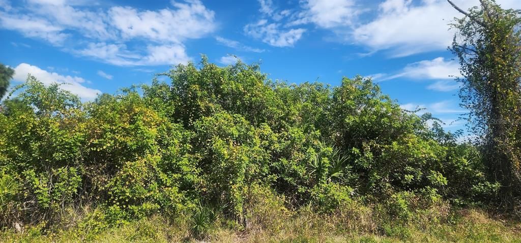 На продажу: $23,500 (0.29 acres)