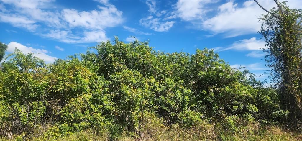 На продажу: $23,500 (0.29 acres)