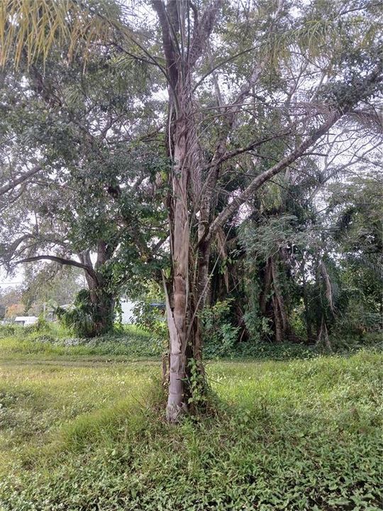 待售: $70,000 (0.17 acres)