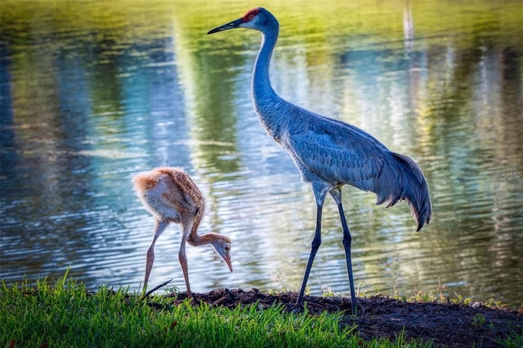 En Venta: $198,400 (2 camas, 2 baños, 1461 Pies cuadrados)