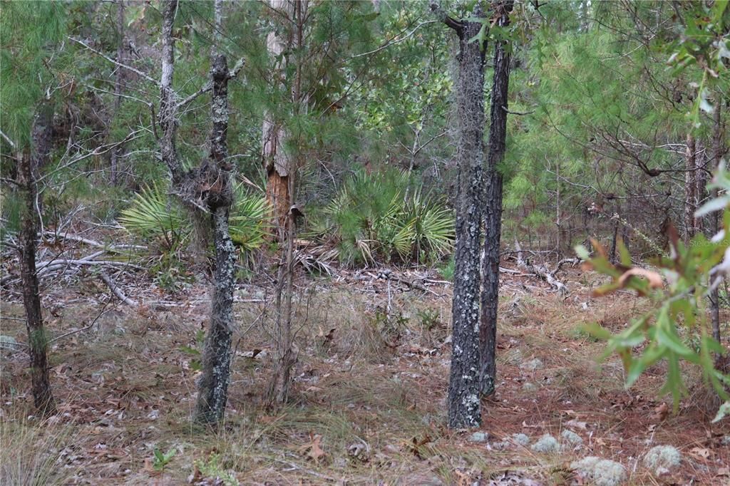 На продажу: $179,900 (5.21 acres)