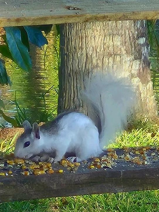 На продажу: $274,500 (2 спален, 2 ванн, 1080 Квадратных фут)