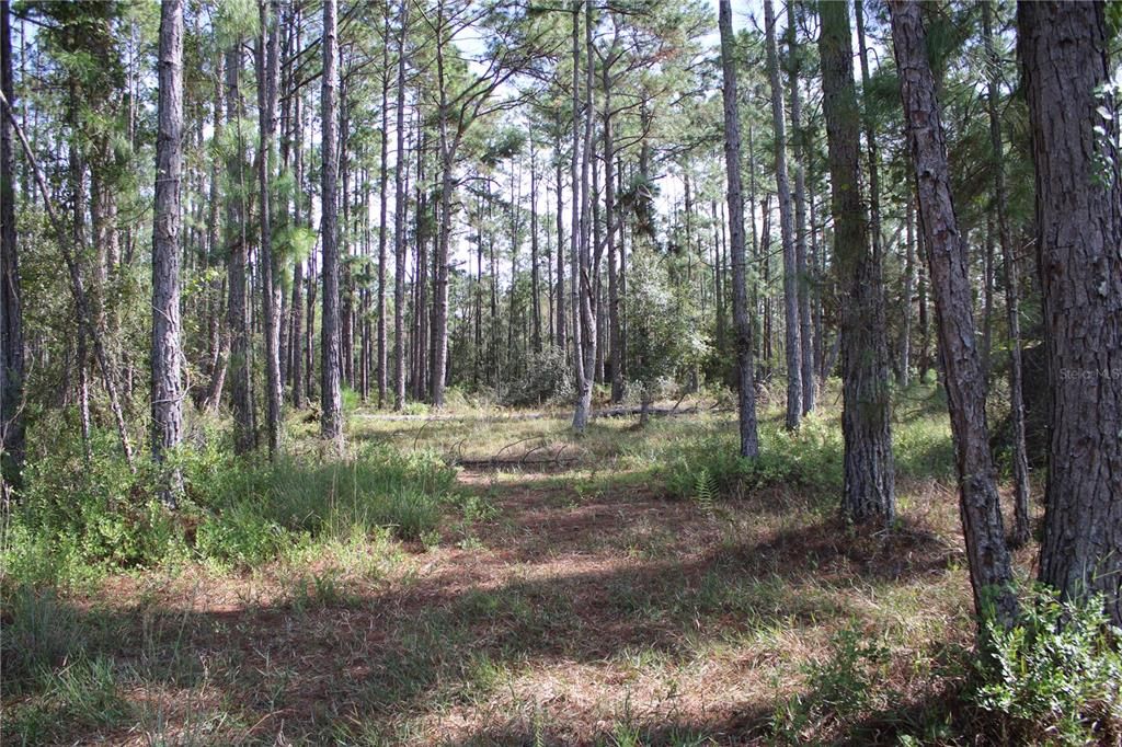 For Sale: $550,000 (20.00 acres)