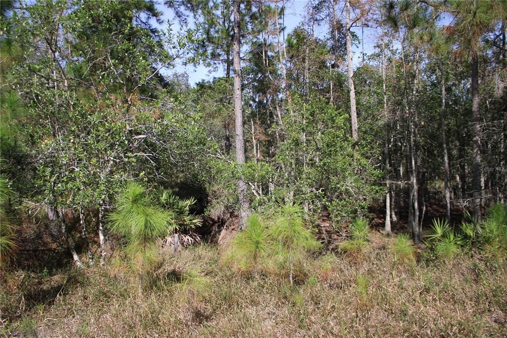 For Sale: $550,000 (20.00 acres)