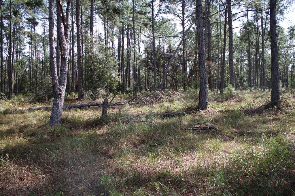 For Sale: $550,000 (20.00 acres)