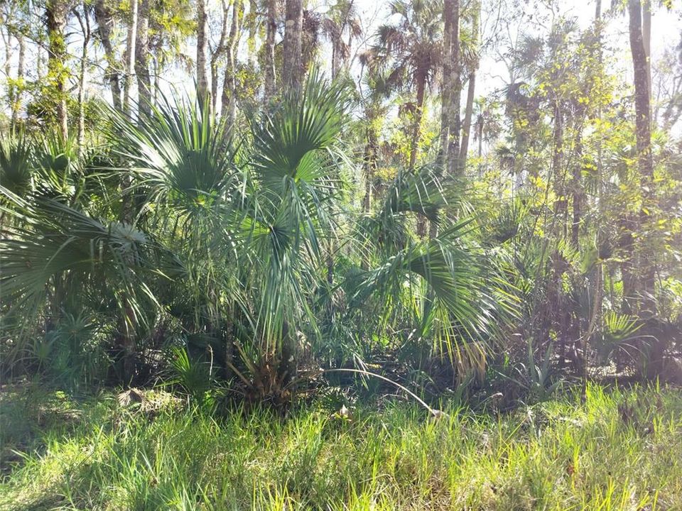 На продажу: $24,000 (0.60 acres)
