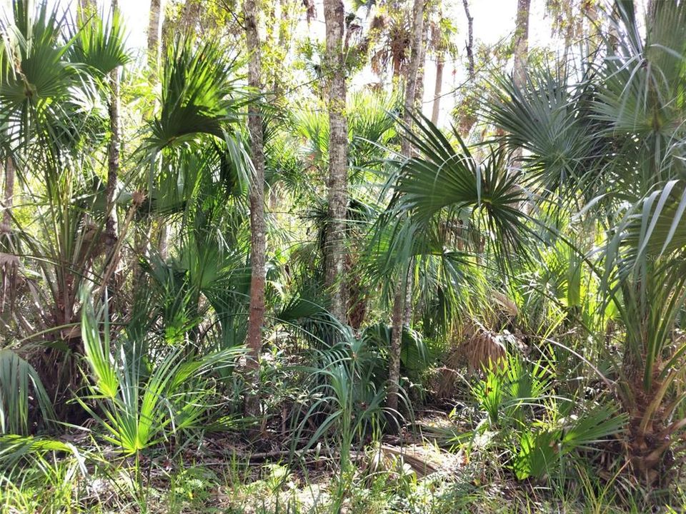 На продажу: $24,000 (0.60 acres)