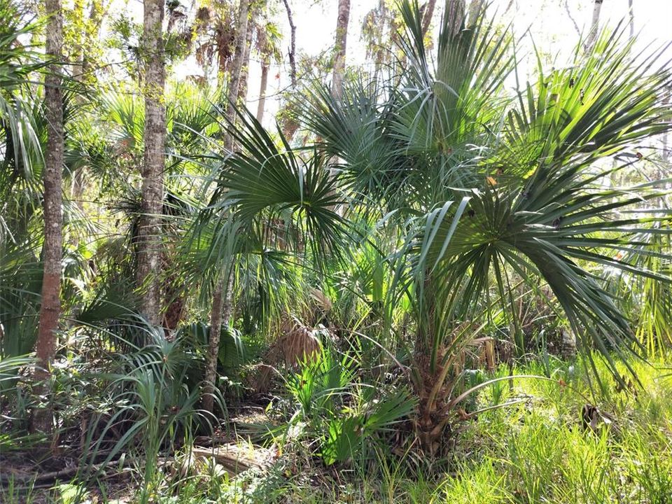 На продажу: $24,000 (0.60 acres)