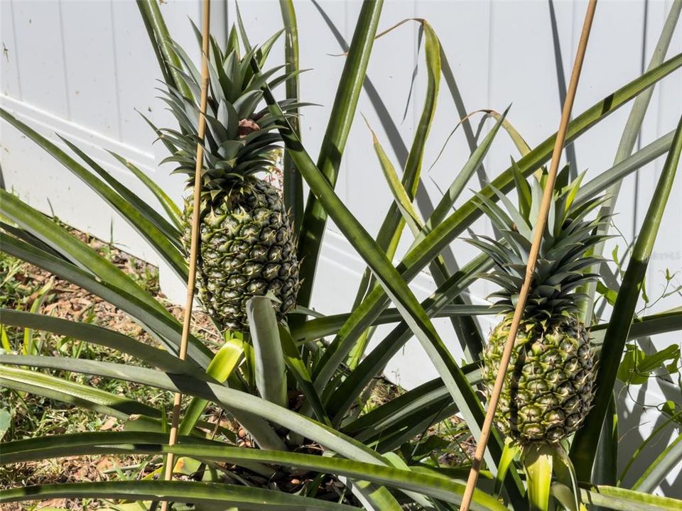 For Sale: $590,000 (4 beds, 2 baths, 1929 Square Feet)